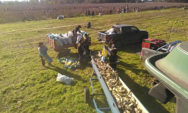 "¡Sumate a participar!": sembrarán tres hectáreas con el objetivo de donar 200 mil choclos en barrios