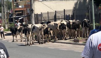 Caos: un camión sin frenos volcó y 23 vacas quedaron sueltas en la calle