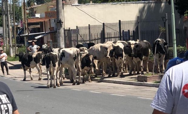Caos: un camión sin frenos volcó y 23 vacas quedaron sueltas en la calle