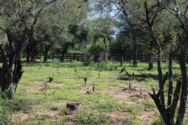 noticiaspuertosantacruz.com.ar - Imagen extraida de: https://news.agrofy.com.ar/noticia/210111/gran-chaco-convocan-productores-agropecuarios-proyecto-restauracion-forestal-y