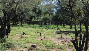 Gran Chaco: convocan a productores agropecuarios a un proyecto de restauración forestal y reforestación