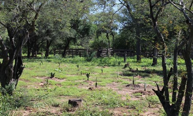 Gran Chaco: convocan a productores agropecuarios a un proyecto de restauración forestal y reforestación