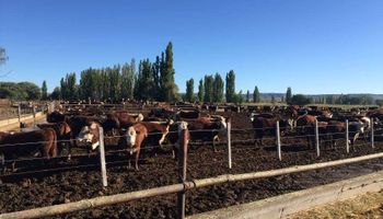 Avanzan con un cluster de ganado vacuno en Chubut