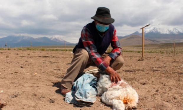 Pastores del norte de Chile afirman que una criatura extraña azota su ganado