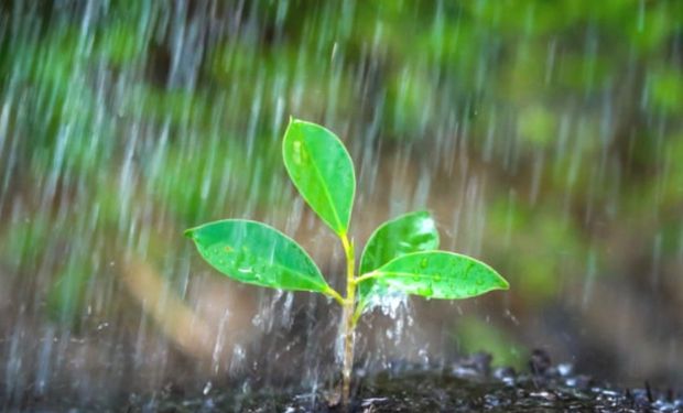 Como o clima vai impactar a safra de grãos em maio?