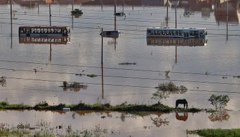 Qual foi a dimensão do impacto das enchentes na pecuária do RS?