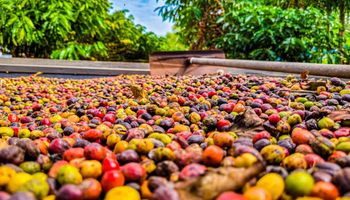 Chuvas no Brasil ajudam o café arábica e elevam risco ao robusta