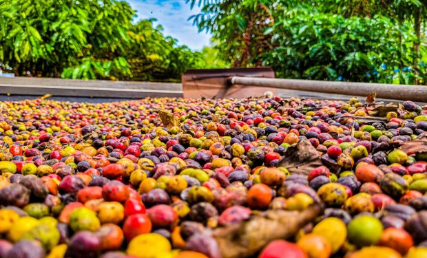 (Foto - Daiane Mendonça)