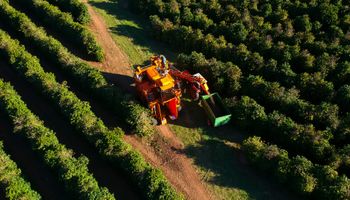 Chuvas no cinturão cafeeiro elevam otimismo para safra 2026/27