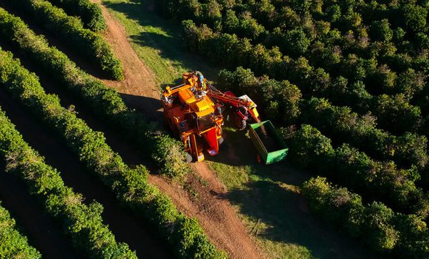Chuvas no cinturão cafeeiro elevam otimismo para safra 2026/27