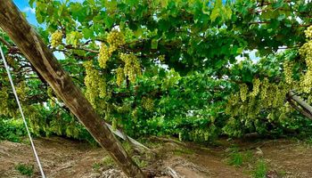 Excesso de chuvas afeta produção do Vale do São Francisco