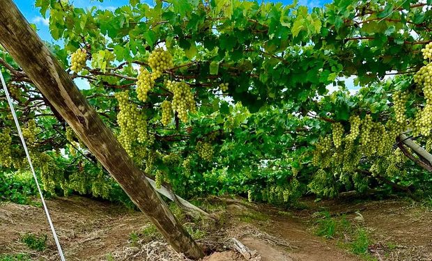 Sindicato estima 2.500 propriedades afetadas e perdas de até 50% da safra de uva e 30% de manga. (foto - Sindicato dos Produtores Rurais de Petrolina)