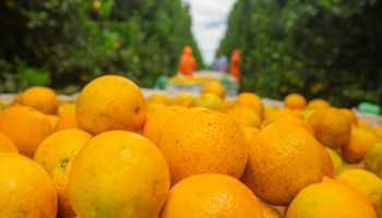 Excesso de chuva em janeiro derruba a qualidade da laranja e pressiona cotações