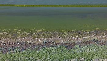 Alerta roja por cianobacterias en lagunas de Buenos Aires: qué son y cómo pueden afectar la salud