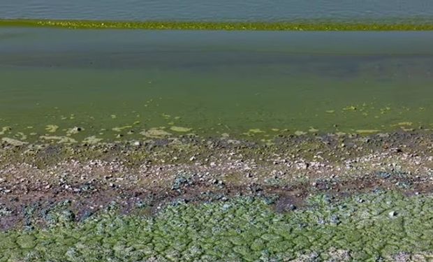 Alerta roja por cianobacterias en lagunas de Buenos Aires: qué son y cómo pueden afectar la salud