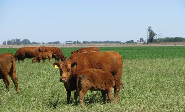 La invernada muestra un escenario más favorable y se espera una zafra moderada