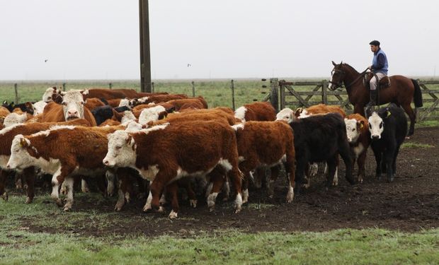 Carne: por el cierre de exportaciones, Argentina pierde más de 8 millones de dólares por día