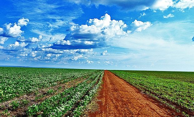 Pérdidas para la soja tras el USDA
