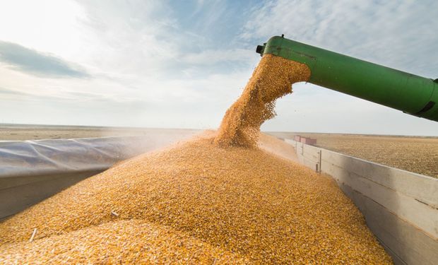 Cierre de las exportaciones de maíz: cómo impacta sobre la sustentabilidad de los planteos