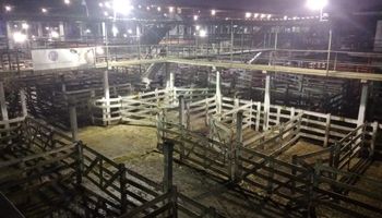 Paro del campo: corrales vacíos en Liniers y análisis de cese de comercialización de granos
