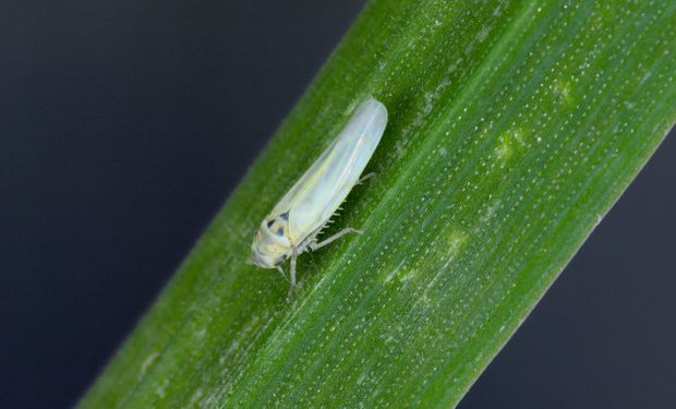 Inseto transmite doenças que desencadeiam enfezamento com perdas de até 90% da produção. (foto - Biotrop)