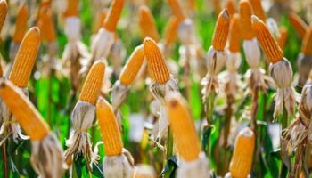 Cigarrinha do milho gera prejuízo bilionário no Brasil