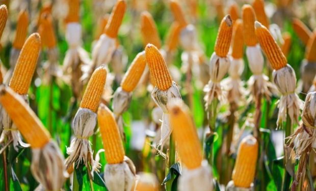 Cigarrinha-do-milho causa perdas de US$ 25,8 bilhões na produção brasileira