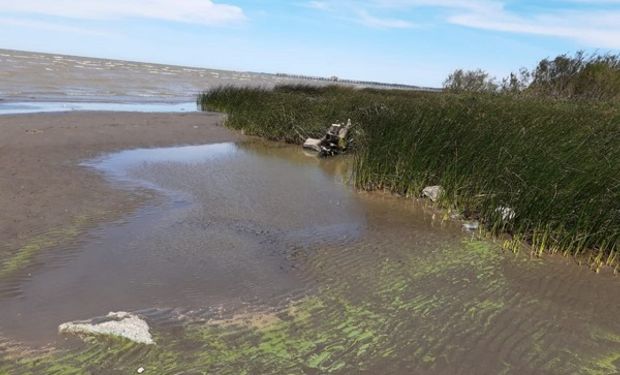 Alerta por la presencia de cyanobacterias en la costa del Rio de la Plata