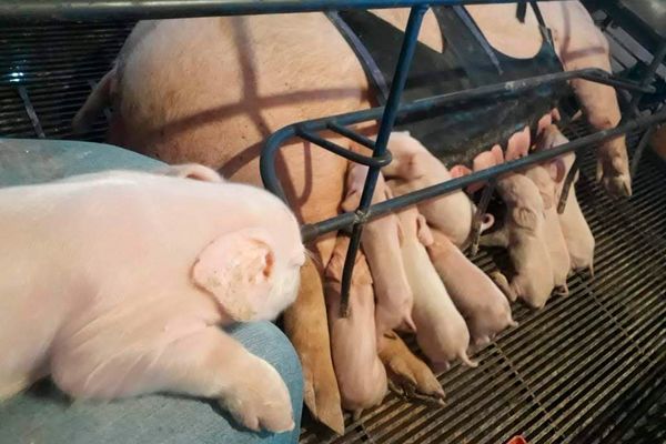 Equipamento tecnológico aplicado em matriz suína durante o parto para estímulo físico e melhoria do bem-estar animal