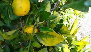 Greening atinge maior índice da história no cinturão citrícola