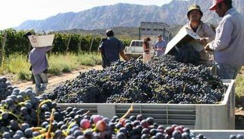 Economías regionales: la yerba, el vino y los cítricos cumplieron un año en rojo