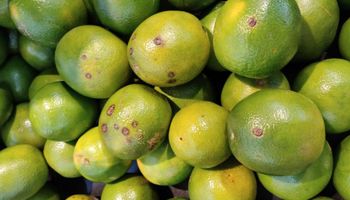 Produtor paulista de citrus tem até dia 15 para entregar relatório Cancro/HLB