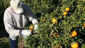 Aumentó la demanda de cítricos durante la cuarentena y fue una de las economías regionales más beneficiadas