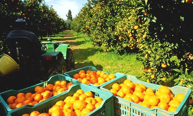 "Aspiramos que detrás de los limones entre la producción de naranjas y mandarinas", señaló el presidente de la Federación Argentina del Citrus.