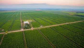 Casi US$ 27.000 la tonelada: el producto del campo argentino que tiene uno de los mayores precios de exportación
