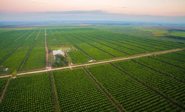 Casi US$ 27.000 la tonelada: el producto del campo argentino que tiene uno de los mayores precios de exportación