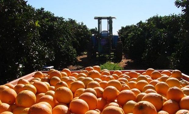 La única manera de producir plantas cítricas sanas es bajo un esquema de certificación bajo cubierta.