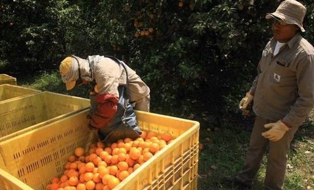 El cultivo de citrus sostiene a 2.000 familias y genera unos 40.000 empleos en el Litoral.