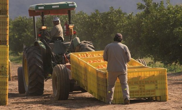 La exportación de naranjas viene en caída desde 2007, cuando alcanzó 200.000 toneladas. El año pasado despachó menos de la mitad. Foto: Ledesma