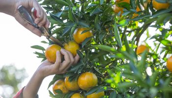 Candidatos a prefeitos do estado de SP receberão documento com demandas do agro