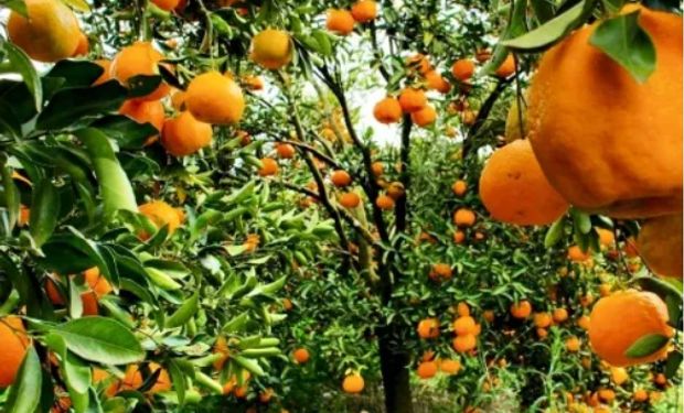 Citricultura cresce 17% em Minas Gerais e se expande para novas regiões do Estado
