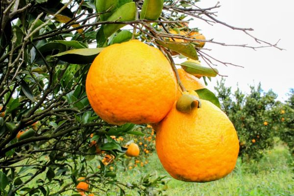 citricultura-minas-gerais-producao-2025
