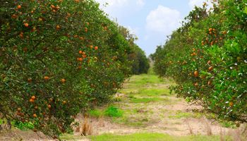 Produtores de laranja de SP aguardam abertura de floradas