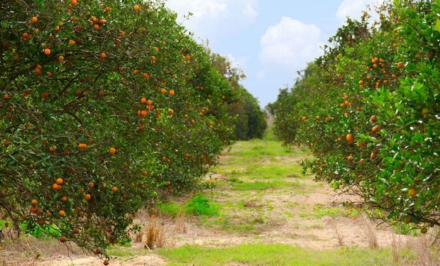 Nesta primeira semana de outubro, laranja pera teve média de preço de R$ 41,26/cx de 40,8 kg. (foto - banco Citrus.br)