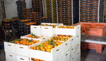 União Europeia reduz em 8,8% importações de frutas cítricas em 2022