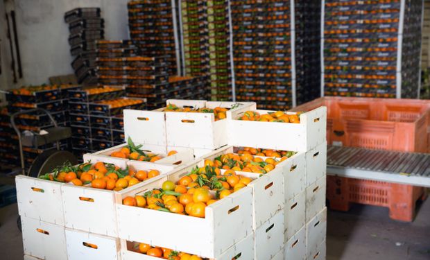 Segundo levantamento, nos primeiros nove meses de 2022, a União Europeia importou 35,4 milhões de caixas de 40,8Kg de frutas cítricas.  (foto - CitrusBR)