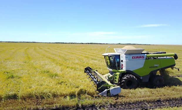 La eficiencia en cosecha es una de las claves del modelo productivo de Ceolin. Allí se insertan las cosechadoras LEXION de CLAAS.