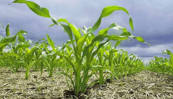 La falta de lluvias amenaza la superficie del maíz: “Si el clima no cambia, no se siembra”