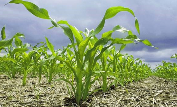 La falta de lluvias amenaza la superficie del maíz: “Si el clima no cambia, no se siembra”