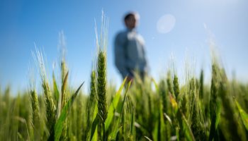 La respuesta a los cinco desafíos productivos del trigo: "Identificamos cuáles son los limitantes que tienen un impacto directo en el rendimiento"
